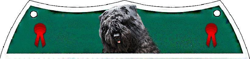 image SITE WEB ELEVAGE DU CLOS DE LA LUETTE SPECIALISE POUR LE BOUVIER DES FLANDRES COPYRIGHT DEPOSE